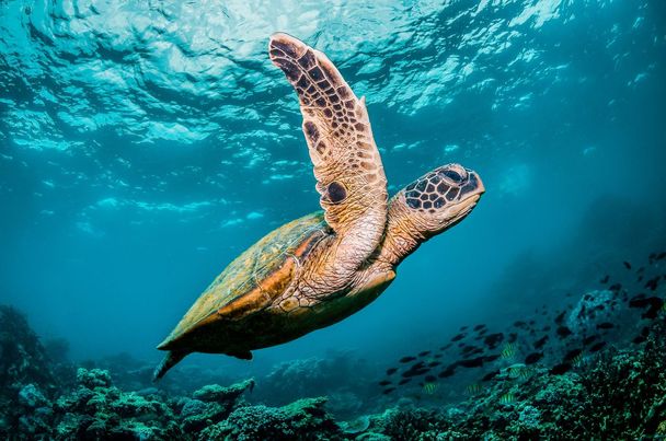 Schildkröte in kristallklarem Wasser